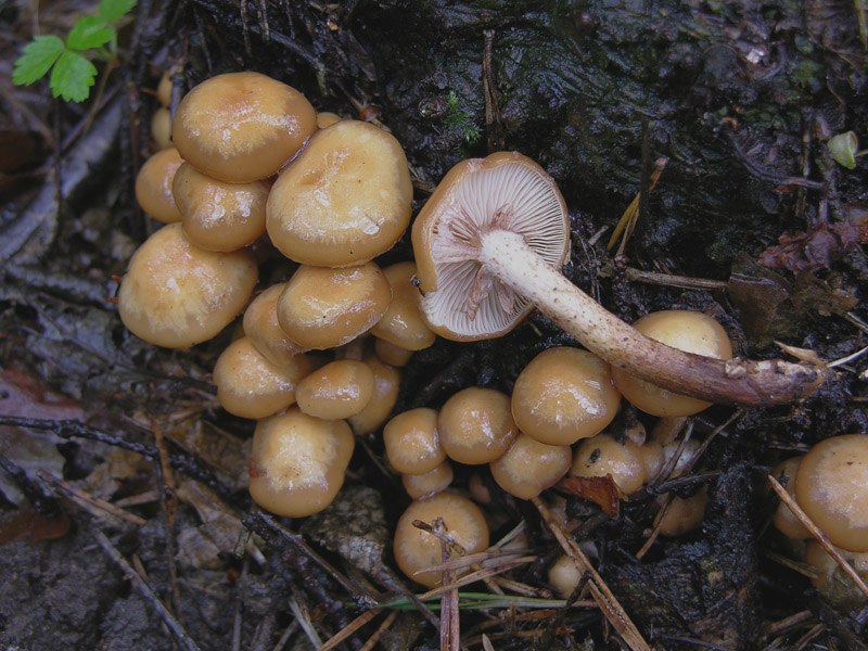 Scende la pioggia.....ma si va...